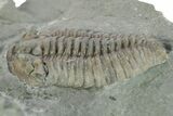 Long Prone Flexicalymene Trilobite - Mt Orab, Ohio #245136-2